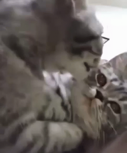 Kitten With Glasses GIF
