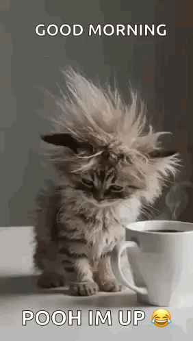 Kitten With Messy Haircut Beside Coffee
