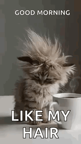 Kitten With Messy Haircut Next To Coffee GIF