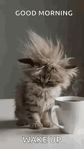 Kitten with Messy Haircut Next to Coffee