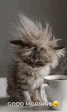 Kitten With Mohawk Next To Cup Of Coffee GIF