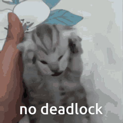 Kitten With No Deadlock Text