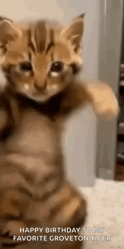 Kitten With Paws Up Happy Birthday GIF