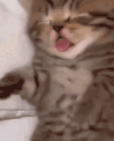 Kitten with Tongue Out