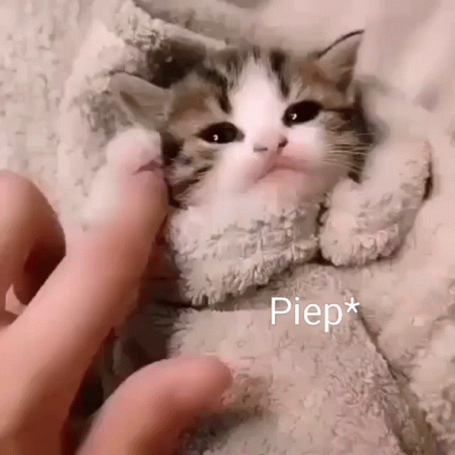 Kitten Wrapped in Blanket Being Petted