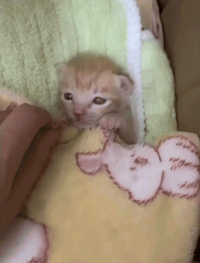 Kitten Wrapped in Blanket Looking