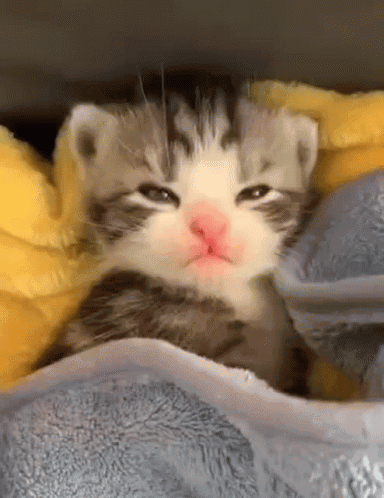 Kitten Wrapped in Blanket with Pink Nose