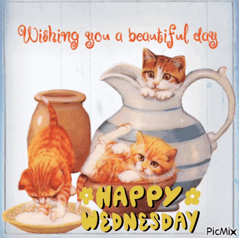 Kittens Playing On Cute Wednesday GIF