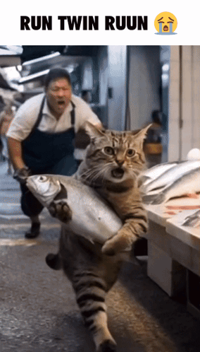 Kittens Sitting On Rug In Front Of Television GIF