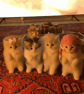 Kittens Sitting On Rug In Front Of Television GIF