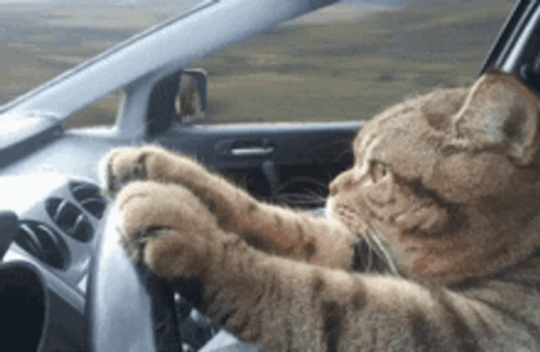 Kitty Cat Driving Car GIF