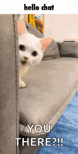 Kitty Cat Gif GIF