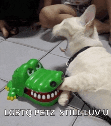 Kitty Cat Kitty Joke Meme GIF