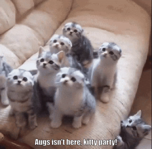 Kitty Cat Party Sync GIF