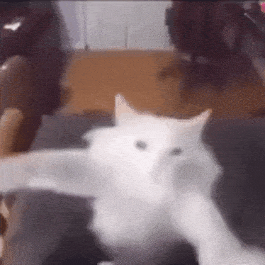 Kitty Dance Cat Gif GIF