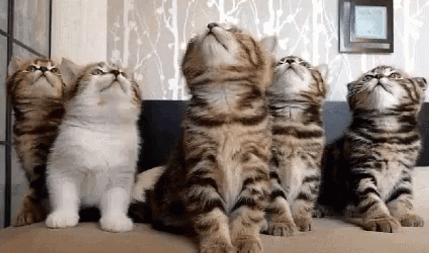 Kitty Dream Team GIF