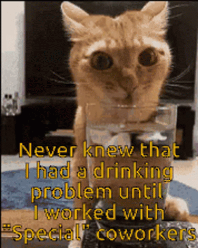Kitty Drinking Drunk Meme GIF