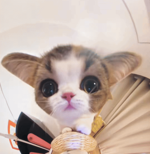 Kitty Head Shake Kitty Big Head GIF