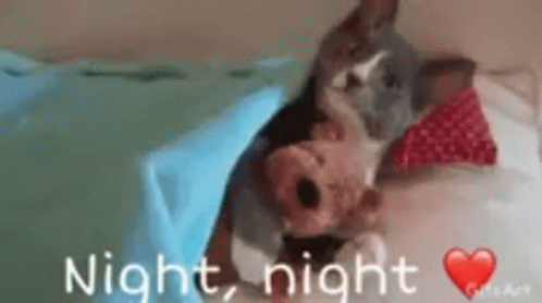 Kitty Hugging Doggie Nighty Night GIF
