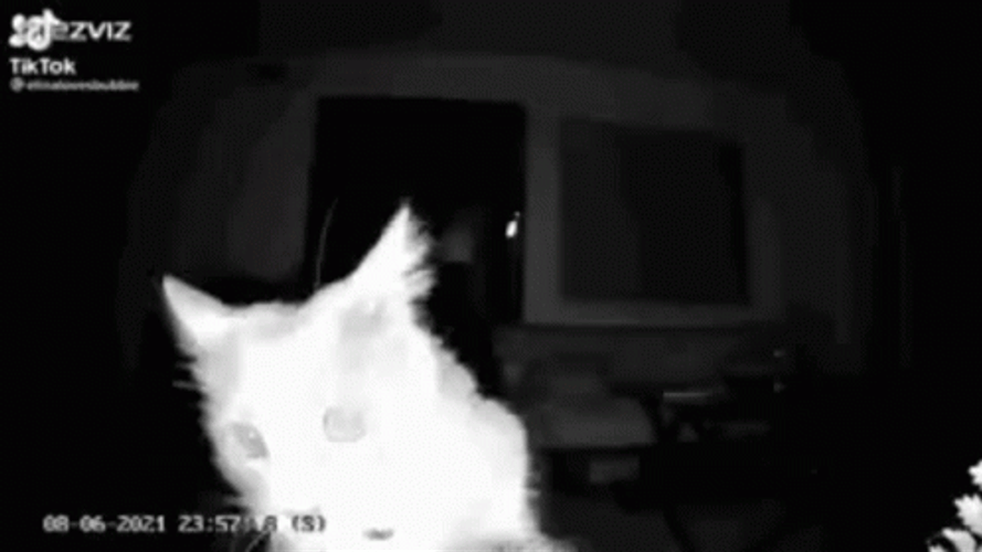 Kitty On Cam Sniff GIF