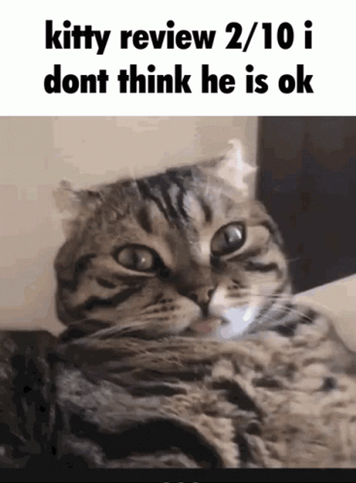 Kitty Review 2/10 Don't Think He Is Ok GIF