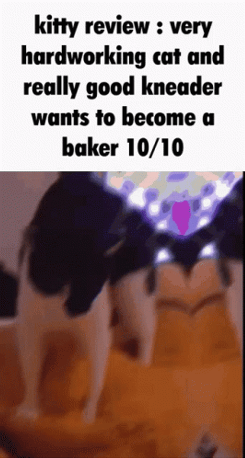Kitty Review Very Hardworking GIF
