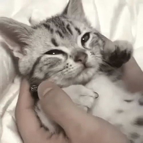 Kitty Soft Cheek GIF