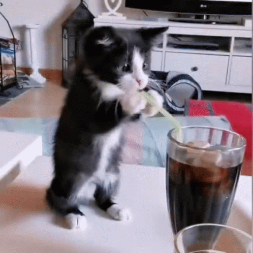 Kitty Trying Sosa Drink GIF