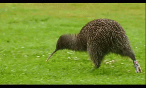 Kiwi Bird Running Across Grassy Field GIF