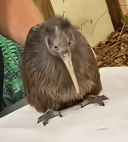 Kiwi Bird Sitting Looking At Camera GIF