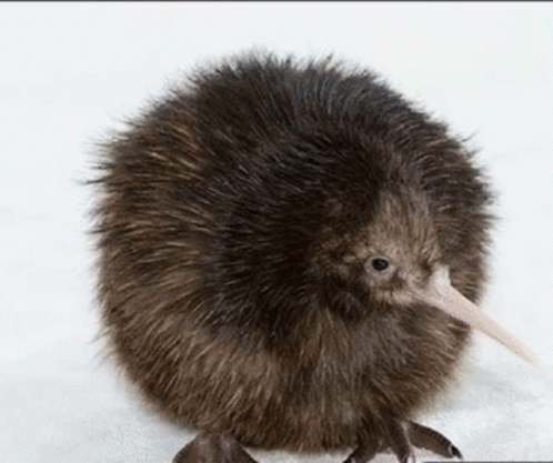 Kiwi Bird With Pink Beak GIF