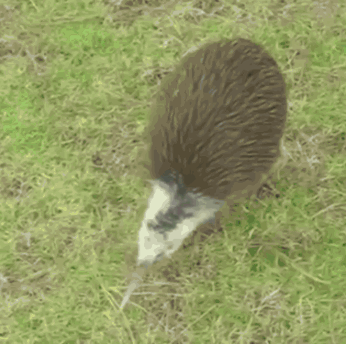 Kiwi Standing in Grass Saying It Is Currently Real Kiwi Hours