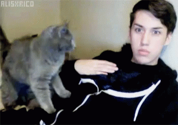 Knead Cat Are You Making Bread GIF