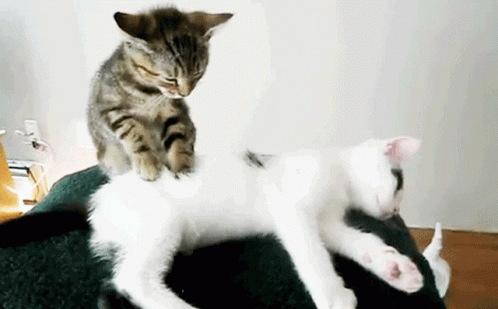 Knead Massage Cat GIF