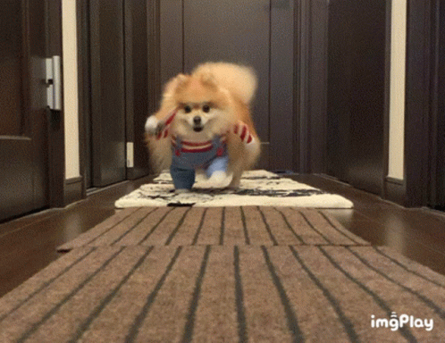 Cute Puppy Holding Knife While Running GIF