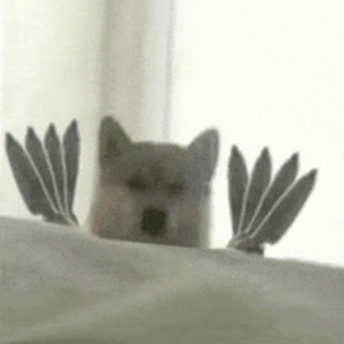 Husky Dog Holding Lots Of Knife GIF