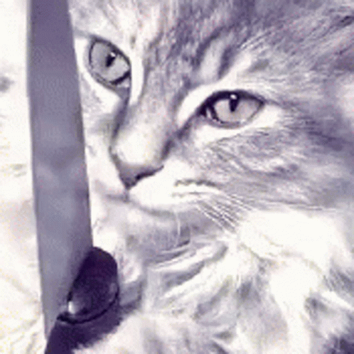 Cat Is Playing The Knife GIF