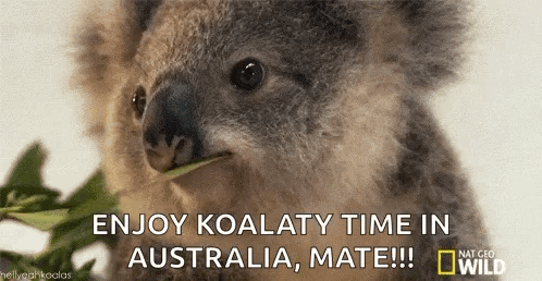 Koala Eating Leaf Koalaty Time Australia Mate GIF