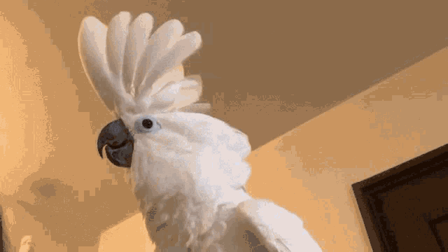 Kohaku Hideaki Utsumi Gif GIF