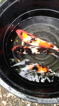 Koi Fish Playing Basin GIF