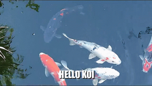 Koi Fish Swimming Hello Koi GIF