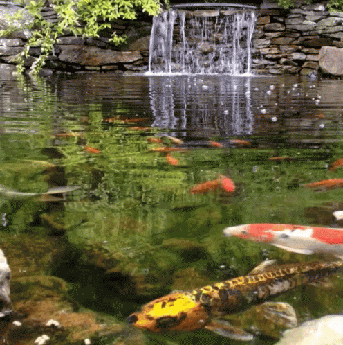 Koi Fish Swimming Small Falls GIF