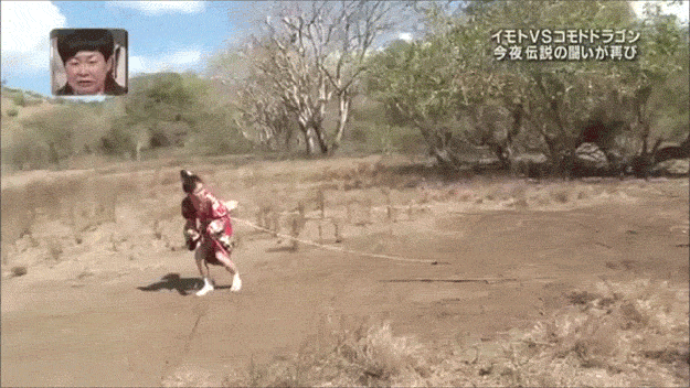 Komodo Dragon Chase Japanese GIF