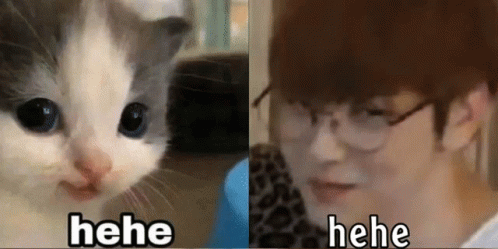 Korean Cat Dancing Meme GIF