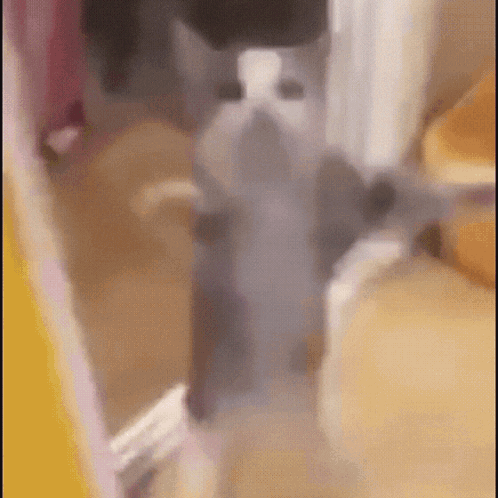 Korean Clapping Yippee Meme GIF