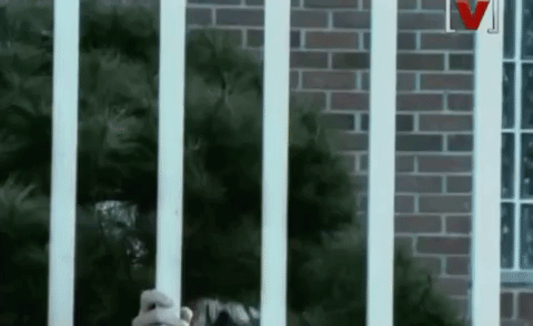 Korean Guys Stalking Behind Iron Fence GIF