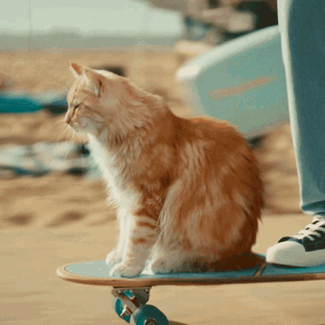 Kpn Kpn Kat Gif GIF