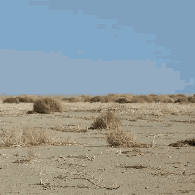 Krzak Tumbleweed Gif GIF