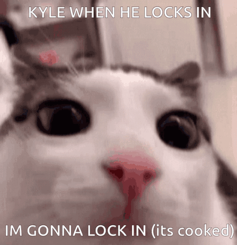 Kyle Cat Saying It's Cooked GIF