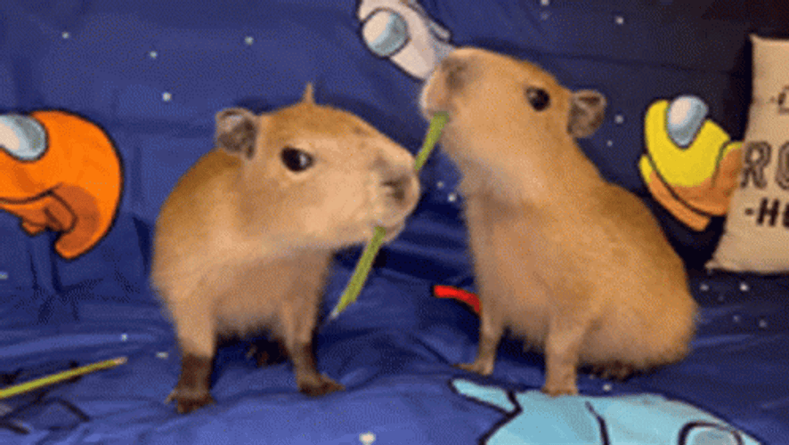 Capybara Gif File 12159kb GIF